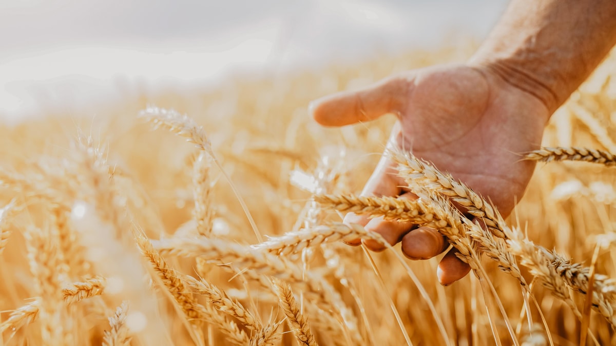 Exemplarisch für ökonomische Nachhaltigkeit bei ERDINGER streift eine Hand goldenen Weizen in einem Feld.